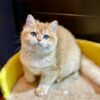 Betty - British Shorthair Gold Female 4 Months Old