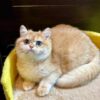 Mila - British Shorthair Gold Female 4 Months Old