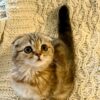 Amina - Scottish Fold Female Gold Marble