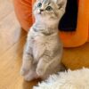 Mila - British Shorthair Female Gold Blue with Blue Eyes