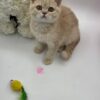 Kira - British Shorthair Female Lilac Gold 3 Months Old