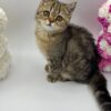 Sisi - British Shorthair Gold Marble 3 Months Old