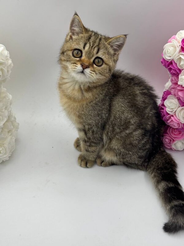 Sisi - British Shorthair Gold Marble 3 Months Old