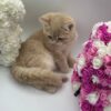 Chris - British Shorthair Male Lilac Gold 3 Months Old