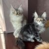 Ellen - Female Maine Coon Silver 4 Months Old