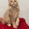 Dennis - Male Maine Coon Kitten Orange 4 Months Old