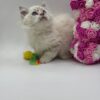 Chanel - Female Ragdoll 3 Months Old