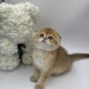 David - Scottish Fold Gold Male 2.5 Months Old