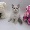 Celine - Ragdoll Female 2.5 Months Old