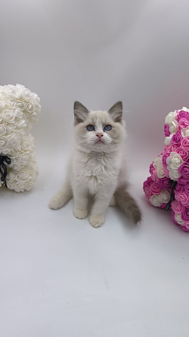 Celine - Ragdoll Female 2.5 Months Old