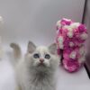 Kerry - Ragdoll Male 2.5 Months Old