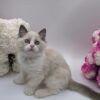 Candy - Ragdoll Male 2.5 Months Old