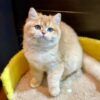 Betty - British Shorthair Gold Female 4 Months Old