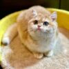 Mila - British Shorthair Gold Female 4 Months Old