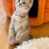 Mila - British Shorthair Female Gold Blue with Blue Eyes