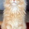 Jason - Maine coon Red Marble 4 Months Old