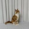 James – Maine Coon Red Marble 4 Months Old