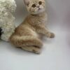 Chris - British Shorthair Male Lilac Gold 3 Months Old