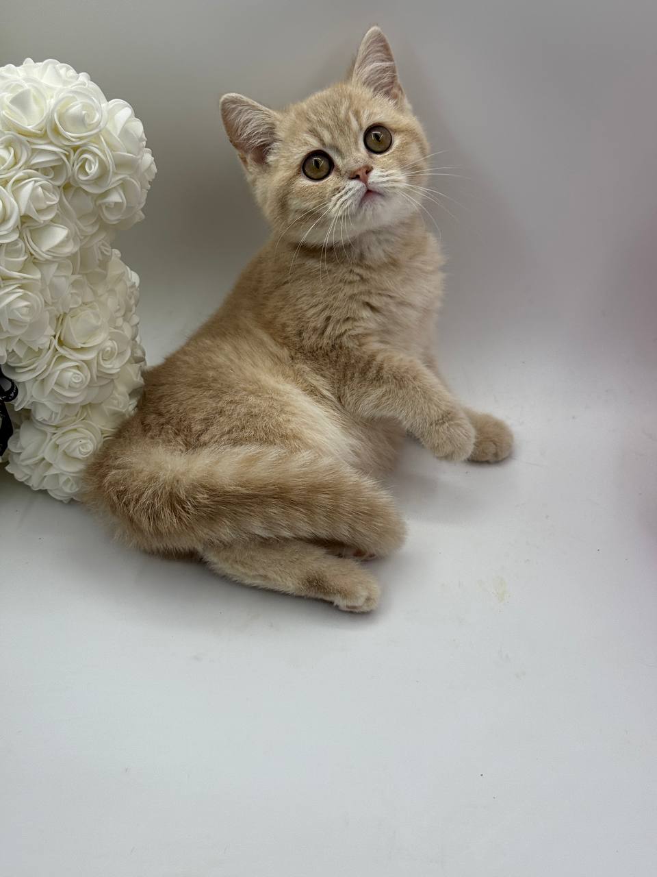 Chris - British Shorthair Male Lilac Gold 3 Months Old