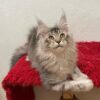 Ellen - Female Maine Coon Silver 4 Months Old