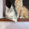 Dennis - Male Maine Coon Kitten Orange 4 Months Old