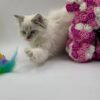 Chanel - Female Ragdoll 3 Months Old