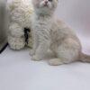 Candy - Ragdoll Male 2.5 Months Old