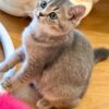 Mila - British Shorthair Female Gold Blue with Blue Eyes