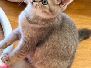 Mila - British Shorthair Female Gold Blue with Blue Eyes