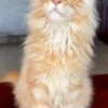 Jason - Maine coon Red Marble 4 Months Old