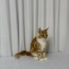 James – Maine Coon Red Marble 4 Months Old