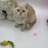 Kira - British Shorthair Female Lilac Gold 3 Months Old