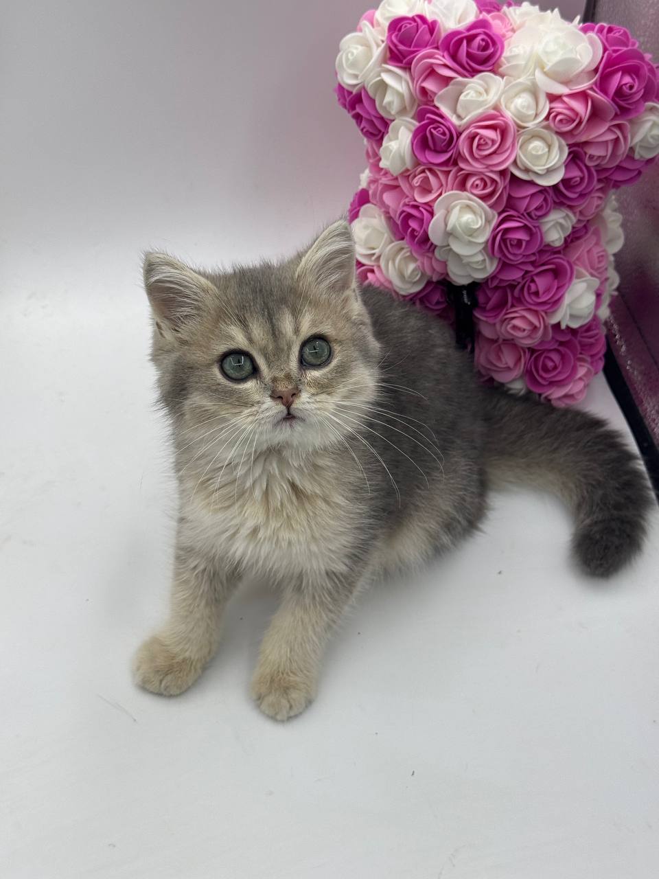 Serj - British Shorthair Blue Gold 3 Months Old