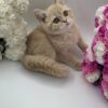 Chris - British Shorthair Male Lilac Gold 3 Months Old