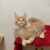 Dennis - Male Maine Coon Kitten Orange 4 Months Old