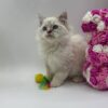 Chanel - Female Ragdoll 3 Months Old