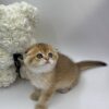 David - Scottish Fold Gold Male 2.5 Months Old