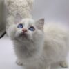 Kerry - Ragdoll Male 2.5 Months Old