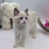 Candy - Ragdoll Male 2.5 Months Old