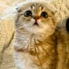 Amina - Scottish Fold Female Gold Marble