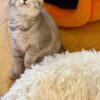 Mila - British Shorthair Female Gold Blue with Blue Eyes