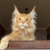 Jason - Maine coon Red Marble 4 Months Old