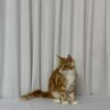 James – Maine Coon Red Marble 4 Months Old