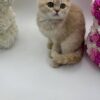 Kira - British Shorthair Female Lilac Gold 3 Months Old