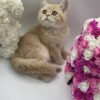 Chris - British Shorthair Male Lilac Gold 3 Months Old