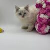 Chanel - Female Ragdoll 3 Months Old