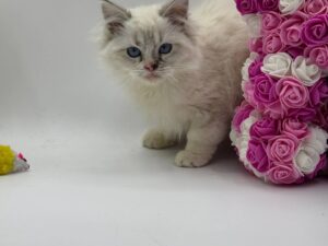 Chanel - Female Ragdoll 3 Months Old