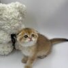 David - Scottish Fold Gold Male 2.5 Months Old