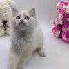 Kerry - Ragdoll Male 2.5 Months Old