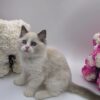 Candy - Ragdoll Male 2.5 Months Old